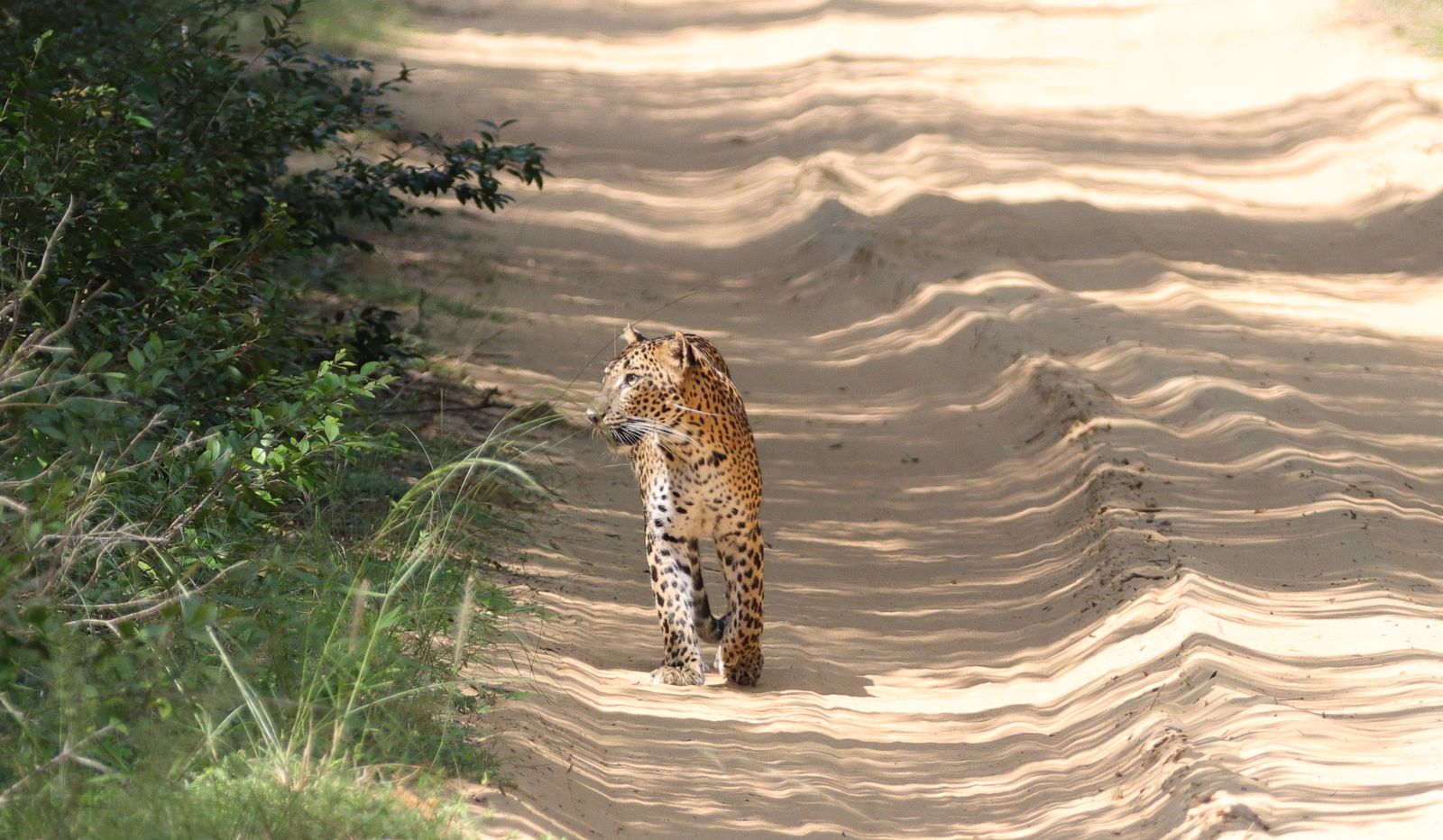 Yala National Park