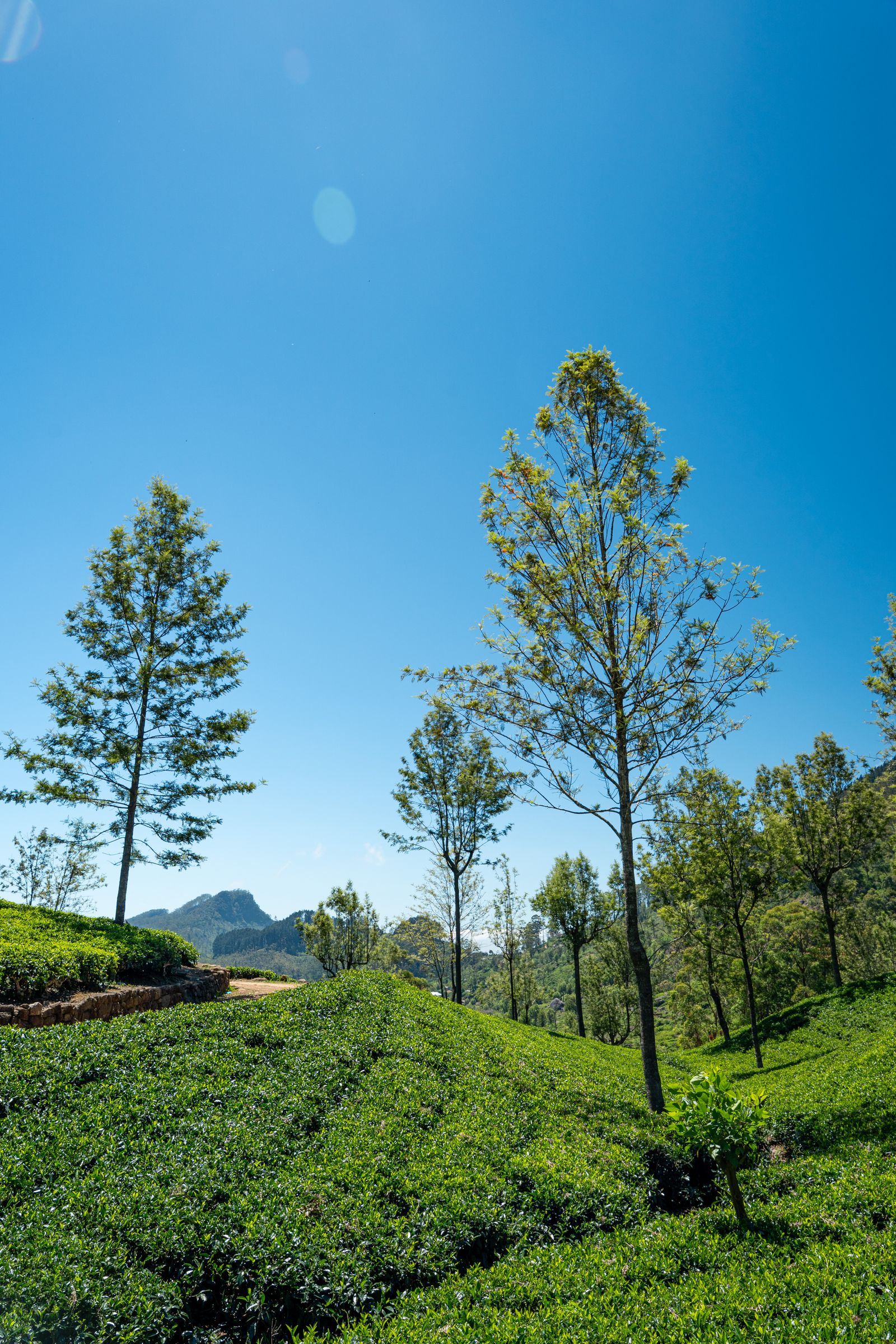 Tea plantations in Sri Lanka's highlands